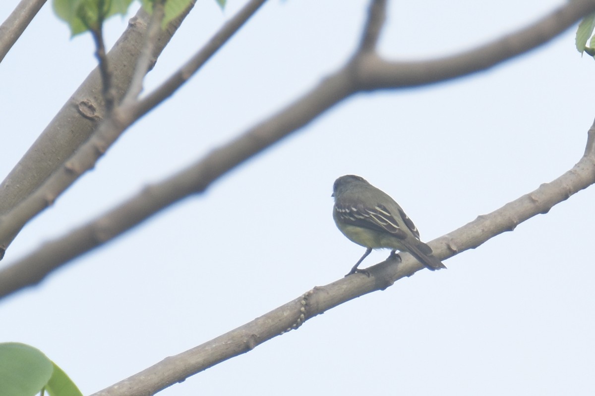 Yellow-crowned Tyrannulet - ML618582083