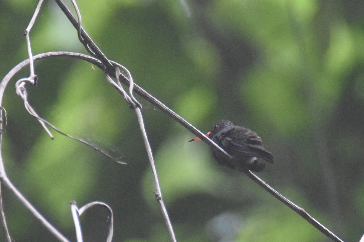 kolibřík bělobradý - ML618582127