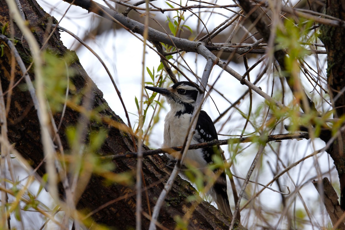 Hairy Woodpecker (Rocky Mts.) - ML618582134
