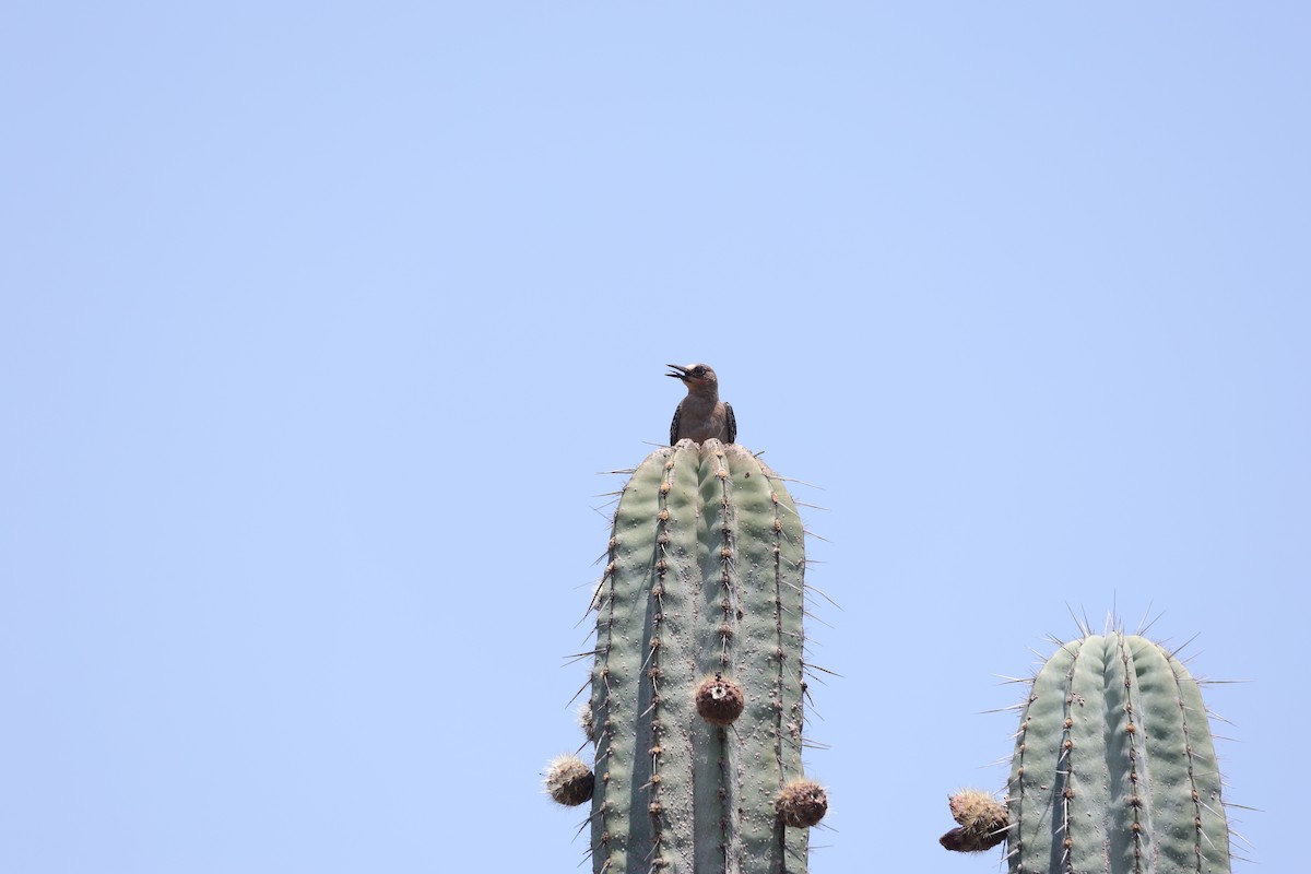 Gray-breasted Woodpecker - ML618582136
