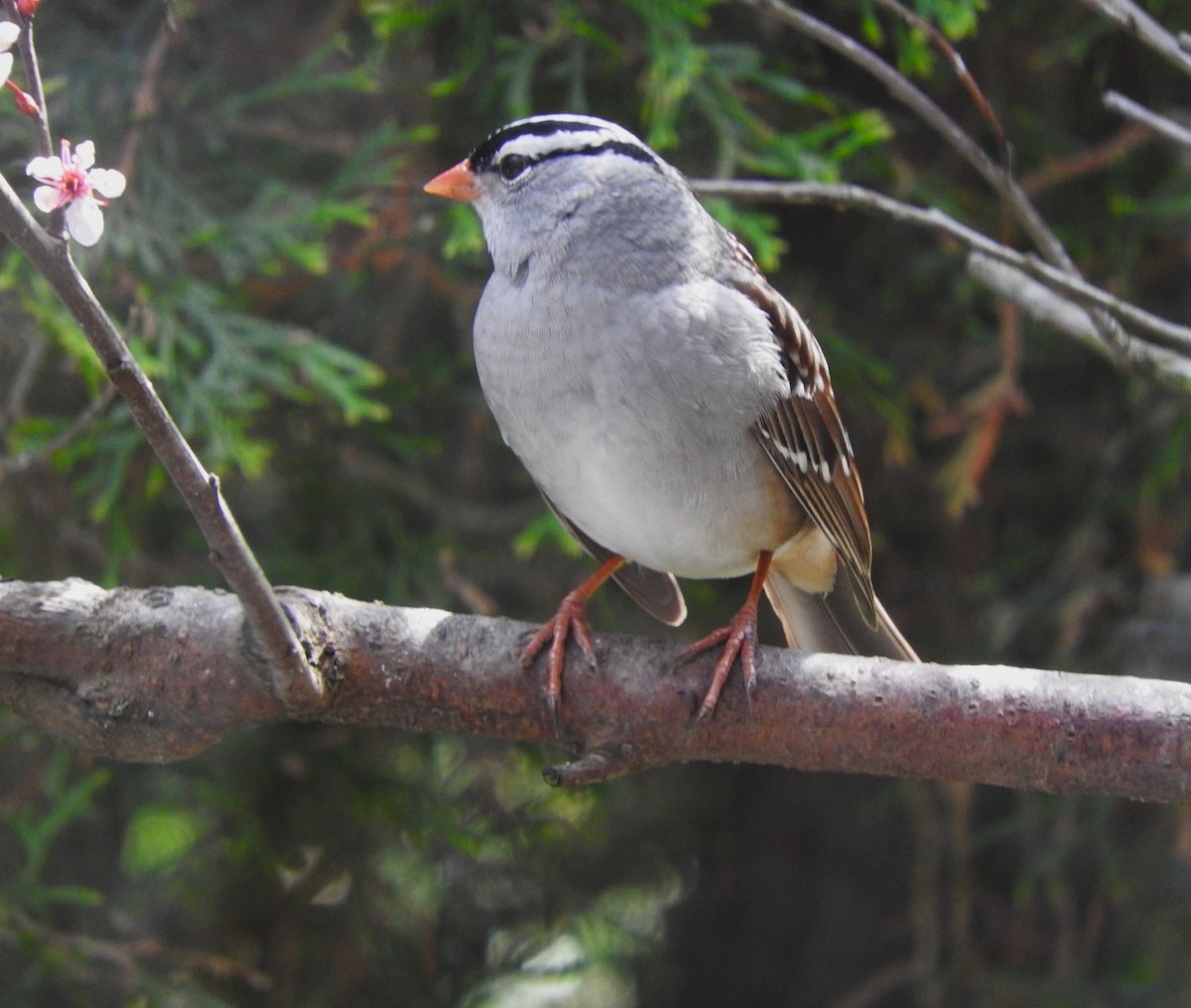 White-crowned Sparrow - ML618582173