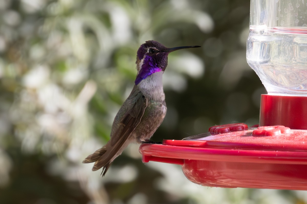 Costa's Hummingbird - ML618582186