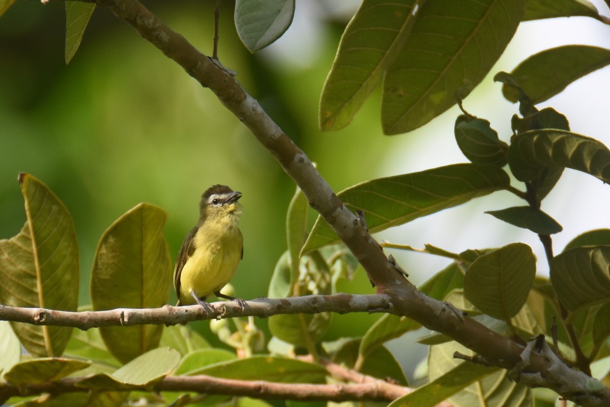 Brown-capped Tyrannulet - ML618582189