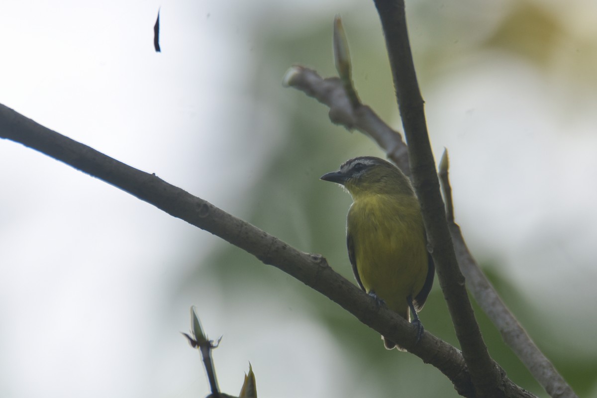 Brown-capped Tyrannulet - ML618582193