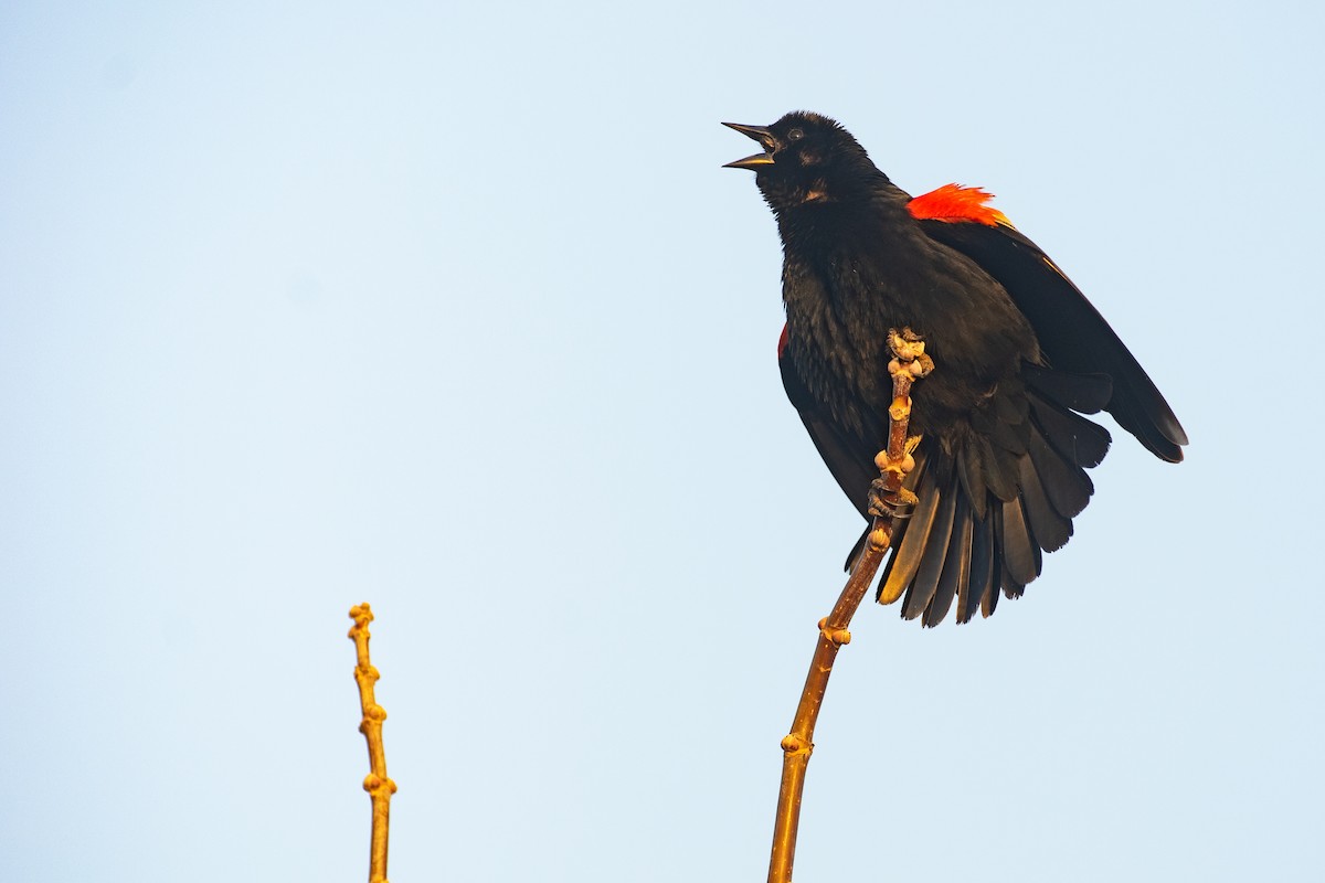 Red-winged Blackbird - ML618582210