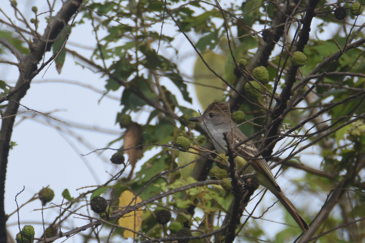 Brown-crested Flycatcher (South American) - ML618582236