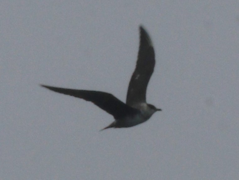 Long-tailed Jaeger - ML618582265