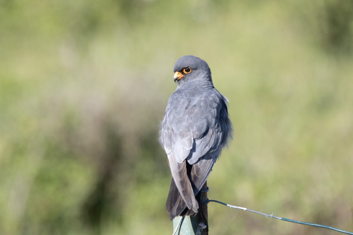 Red-footed Falcon - ML618582286