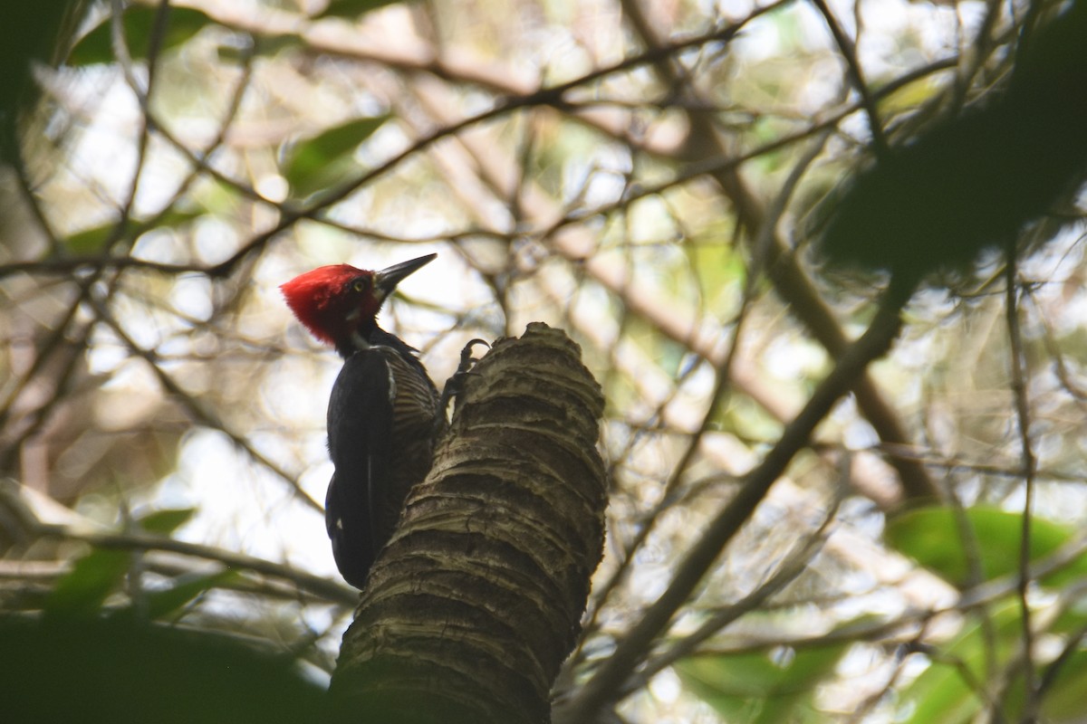 Crimson-crested Woodpecker - ML618582397