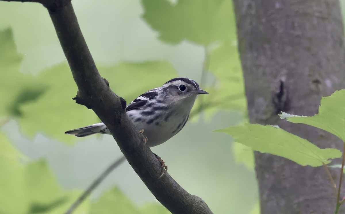 Black-and-white Warbler - ML618582438