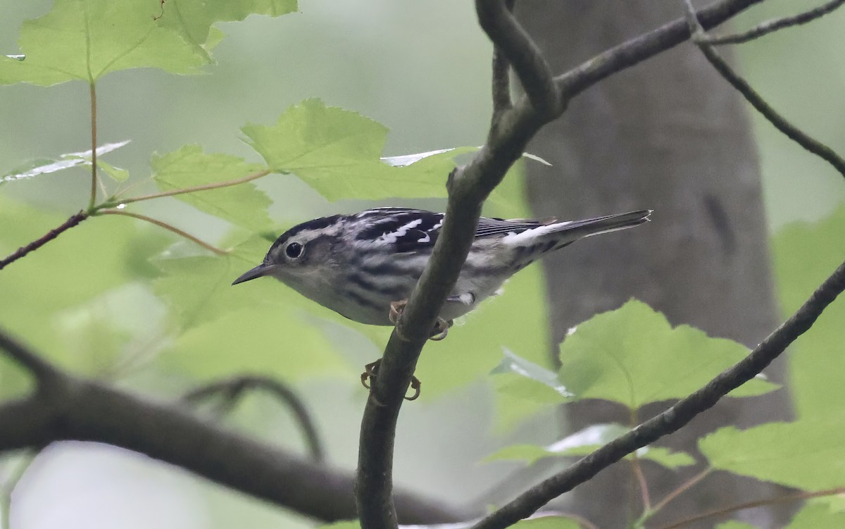 Black-and-white Warbler - ML618582439