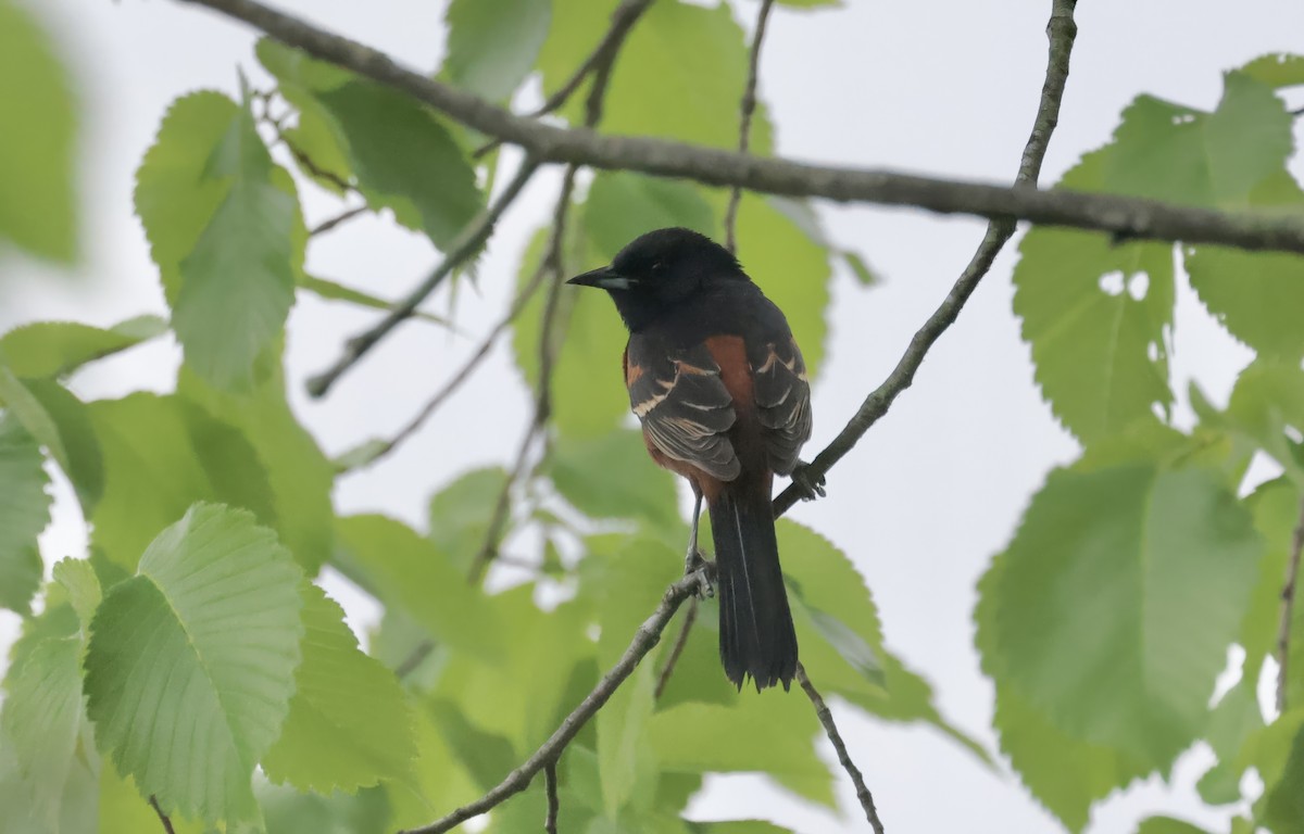 Orchard Oriole - ML618582472