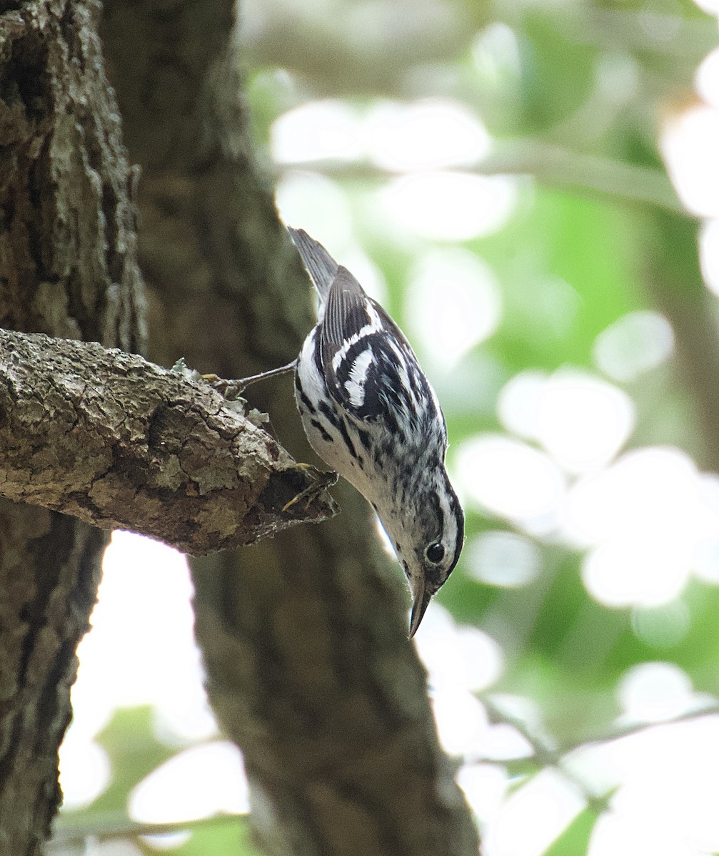 Black-and-white Warbler - ML618582476
