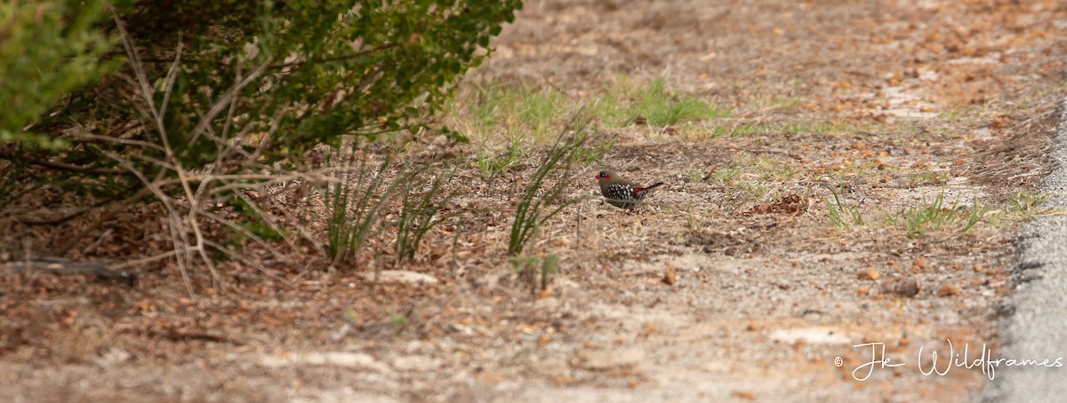 Red-eared Firetail - ML618582480