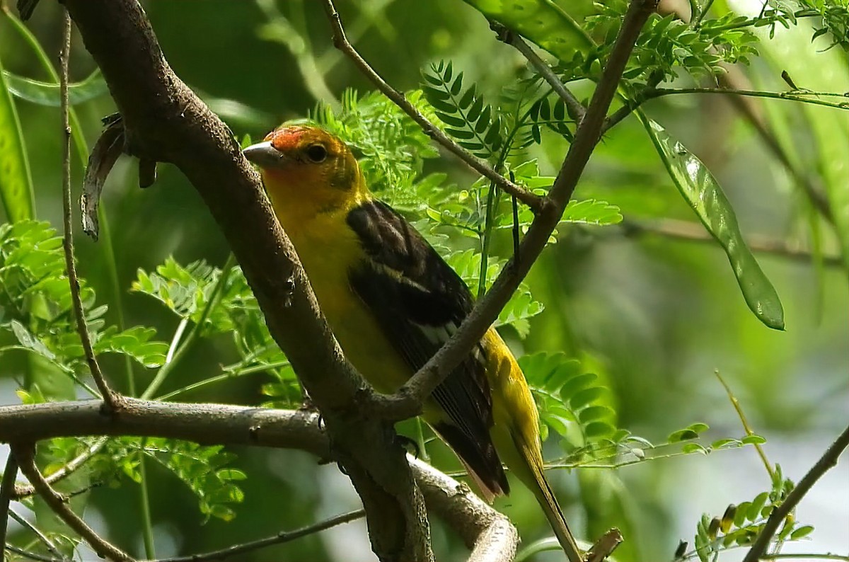 Western Tanager - Pat O'Neil
