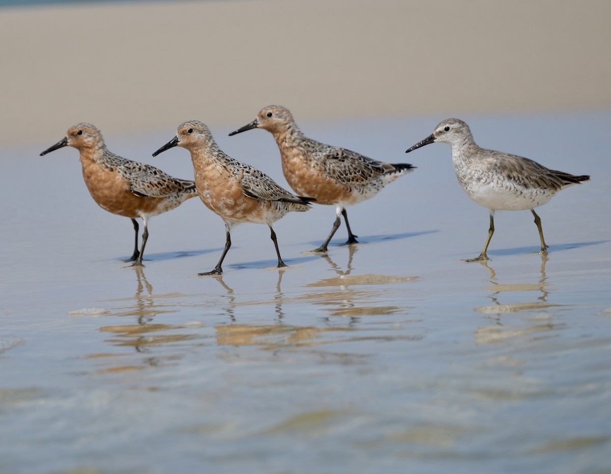 Red Knot - Todd DeVore
