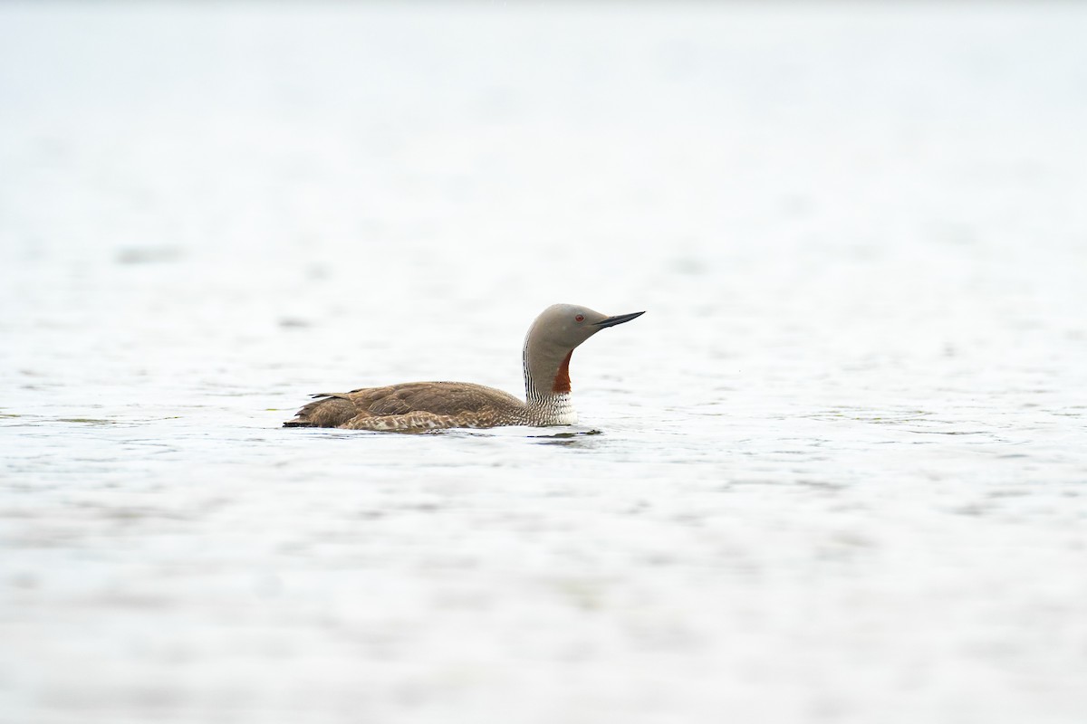 Red-throated Loon - ML618582513