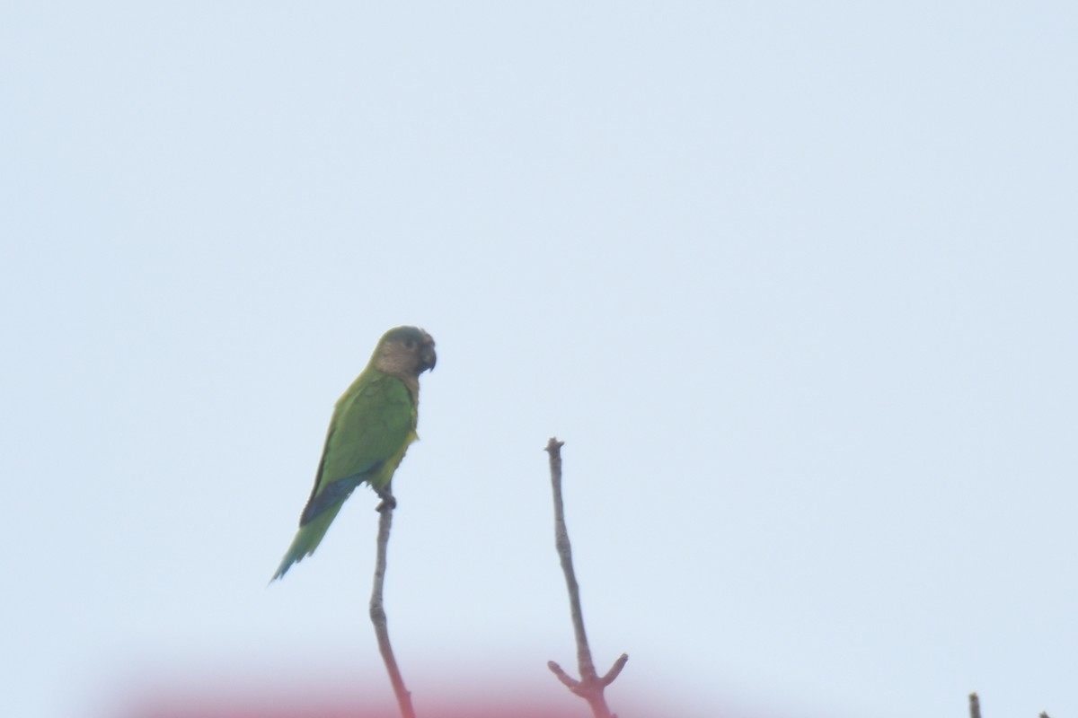 Brown-throated Parakeet (Brown-throated) - ML618582543