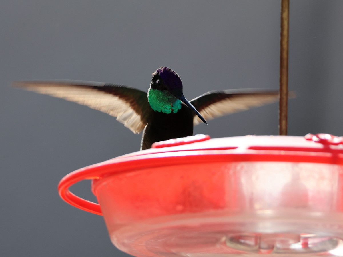 Rivoli's Hummingbird - Ariel Yuan