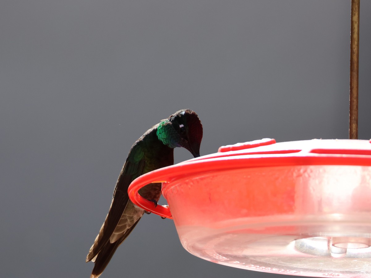 Rivoli's Hummingbird - Ariel Yuan