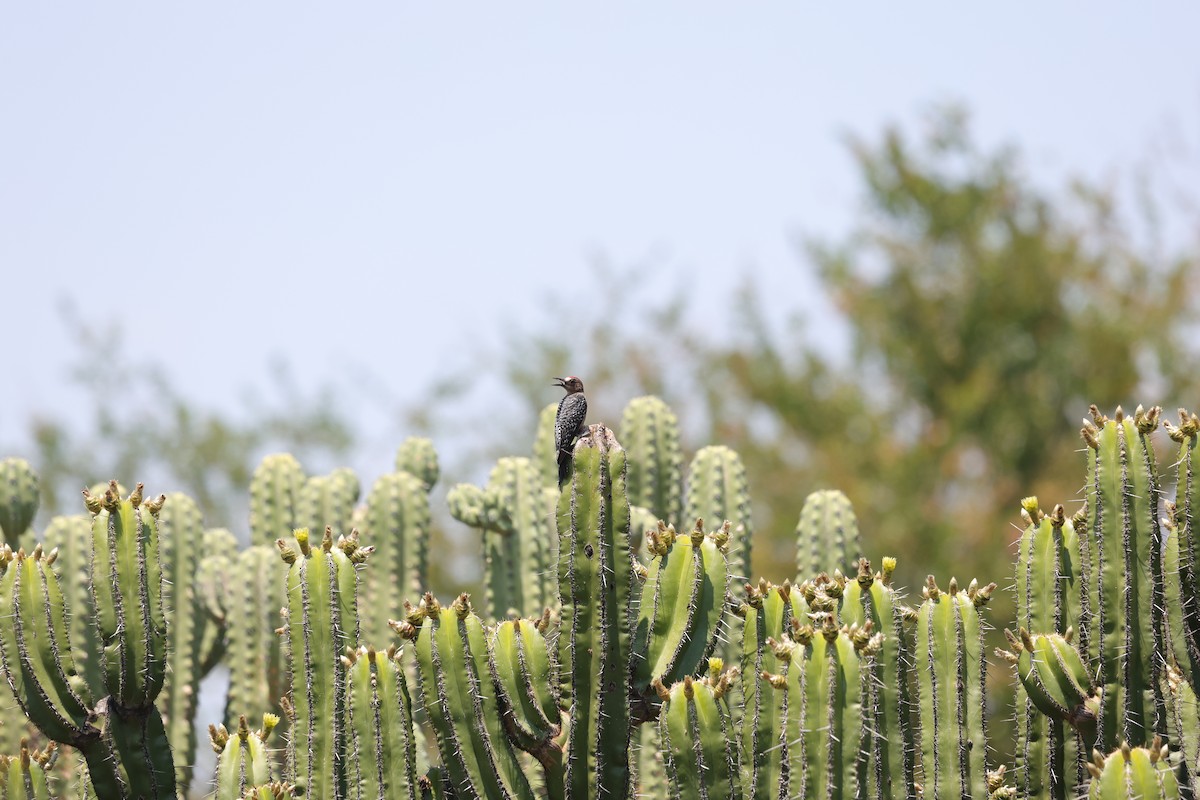 Gray-breasted Woodpecker - ML618582614