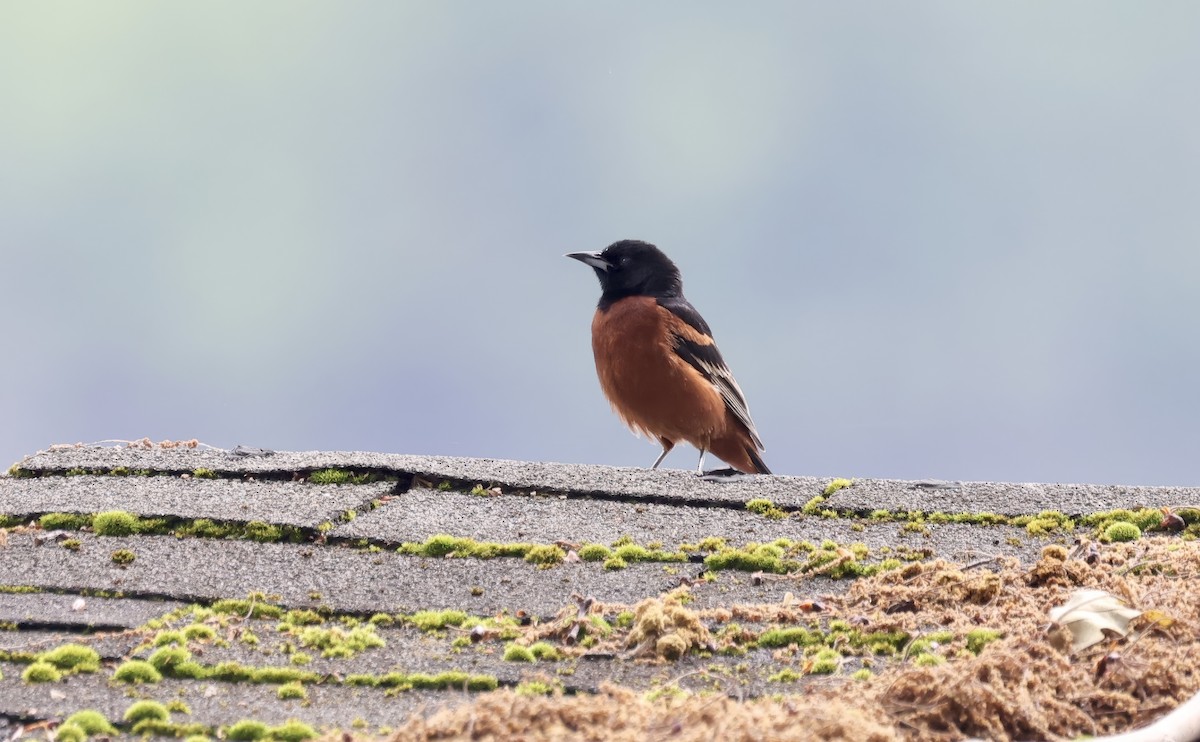Orchard Oriole - ML618582636