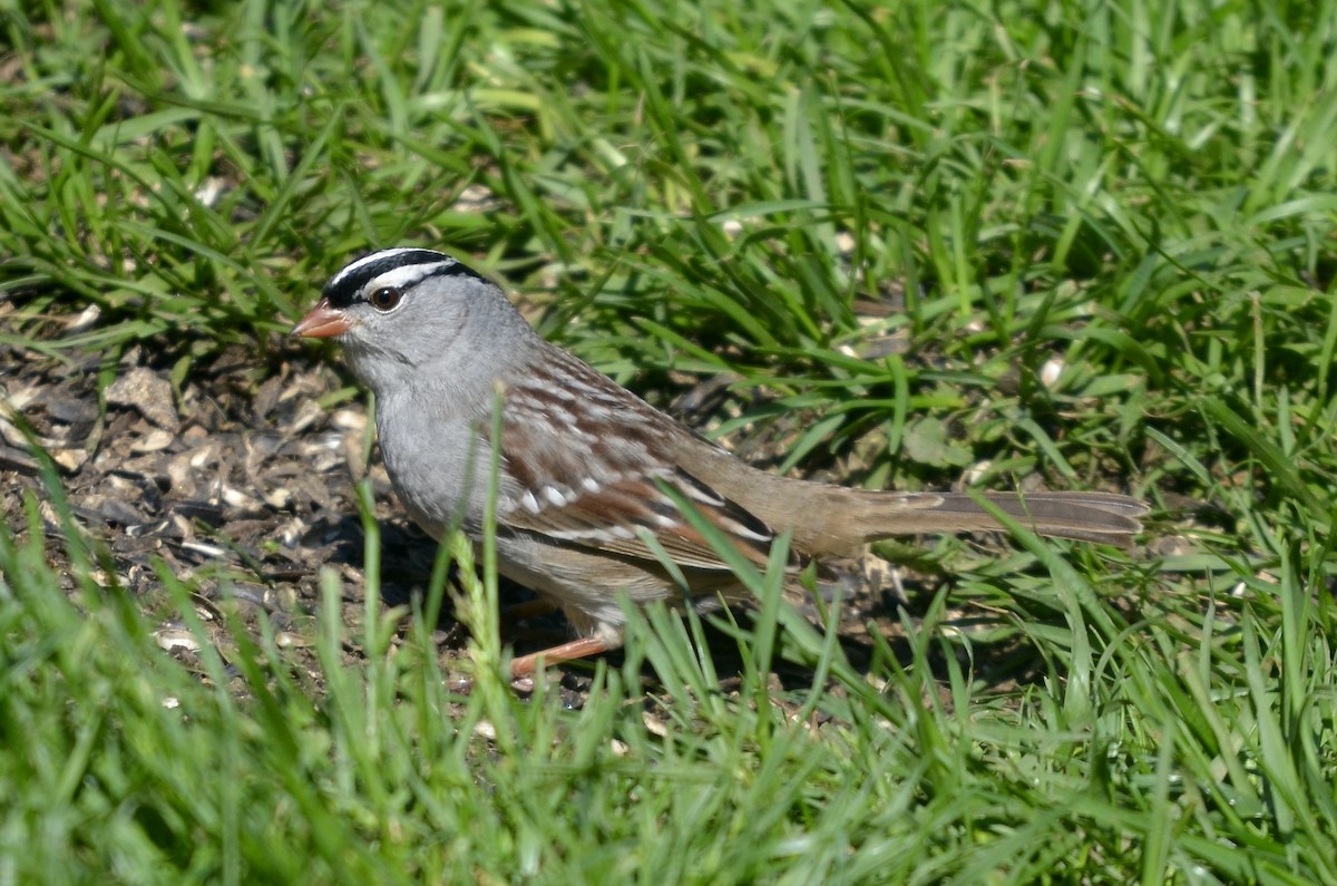 White-crowned Sparrow - Kienan Reilly