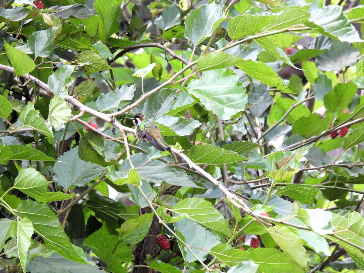 White-eared Hummingbird - ML618582680