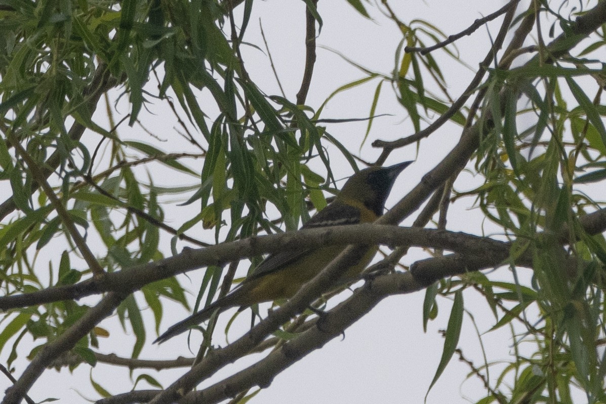 Orchard Oriole - ML618582688