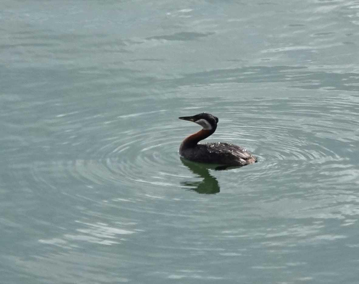 Red-necked Grebe - ML618582689