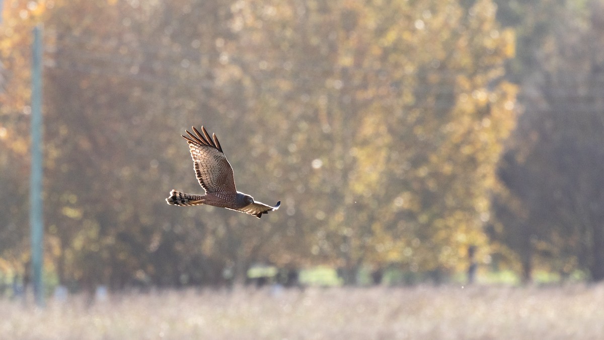 Spotted Harrier - ML618582704