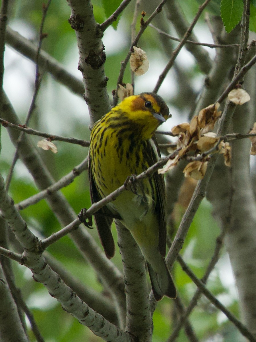 Cape May Warbler - ML618582712