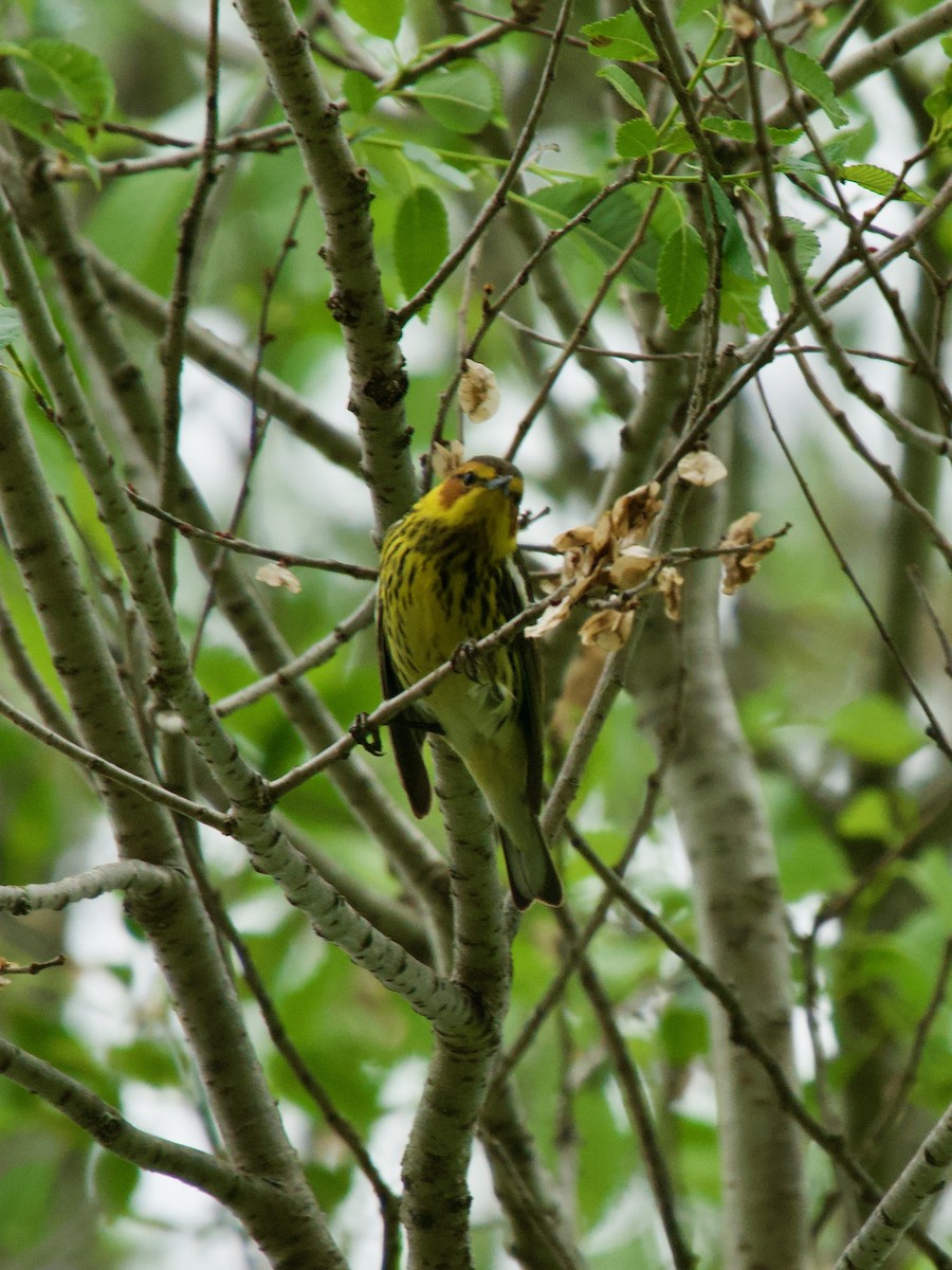 Cape May Warbler - ML618582716