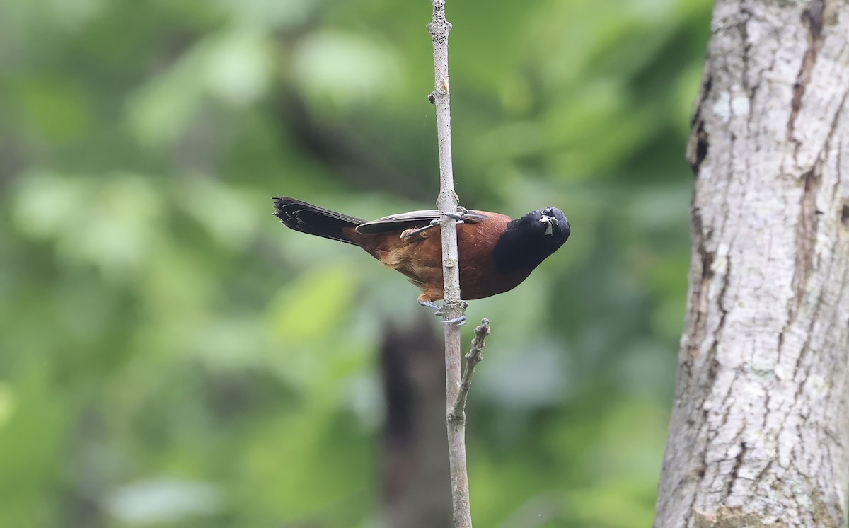 Orchard Oriole - ML618582717