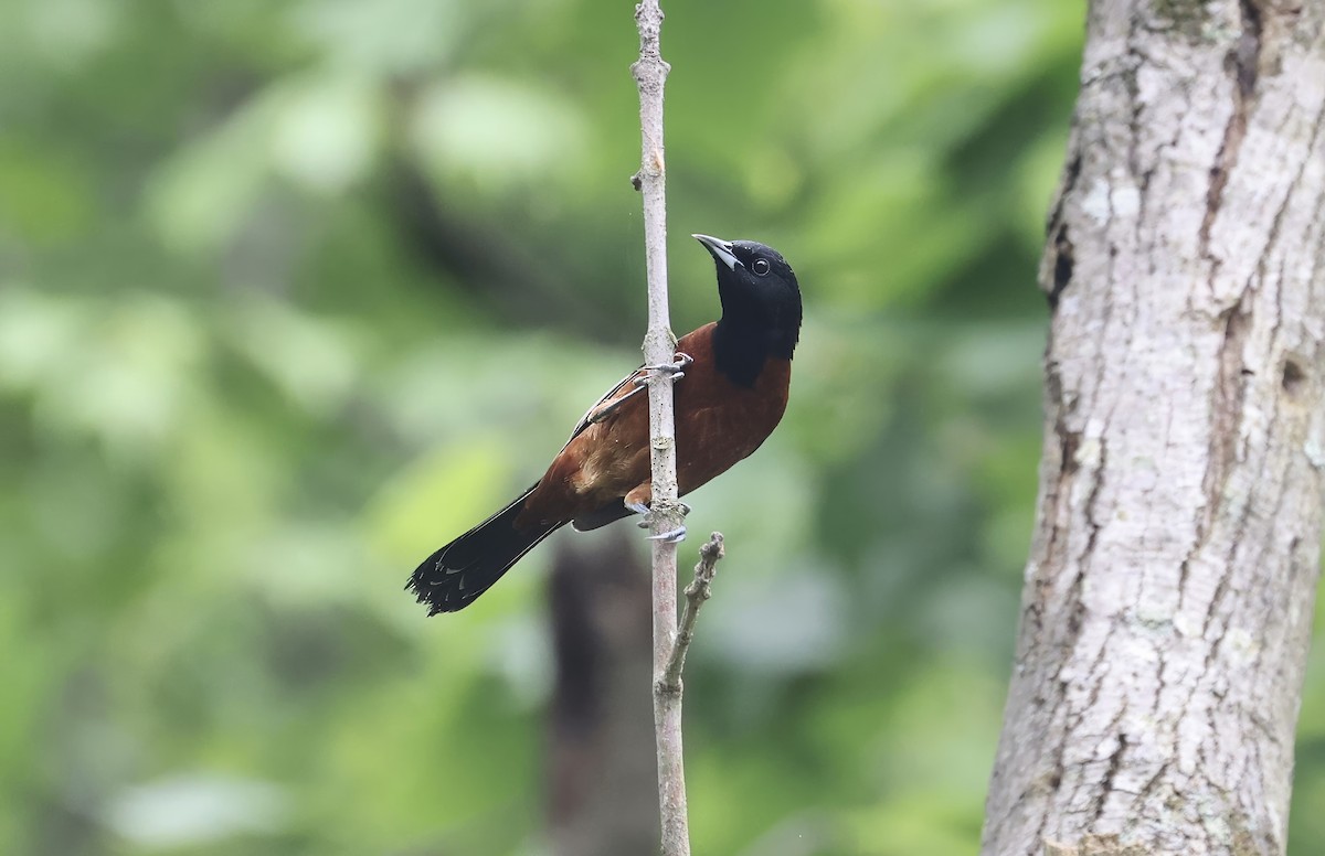 Orchard Oriole - ML618582719
