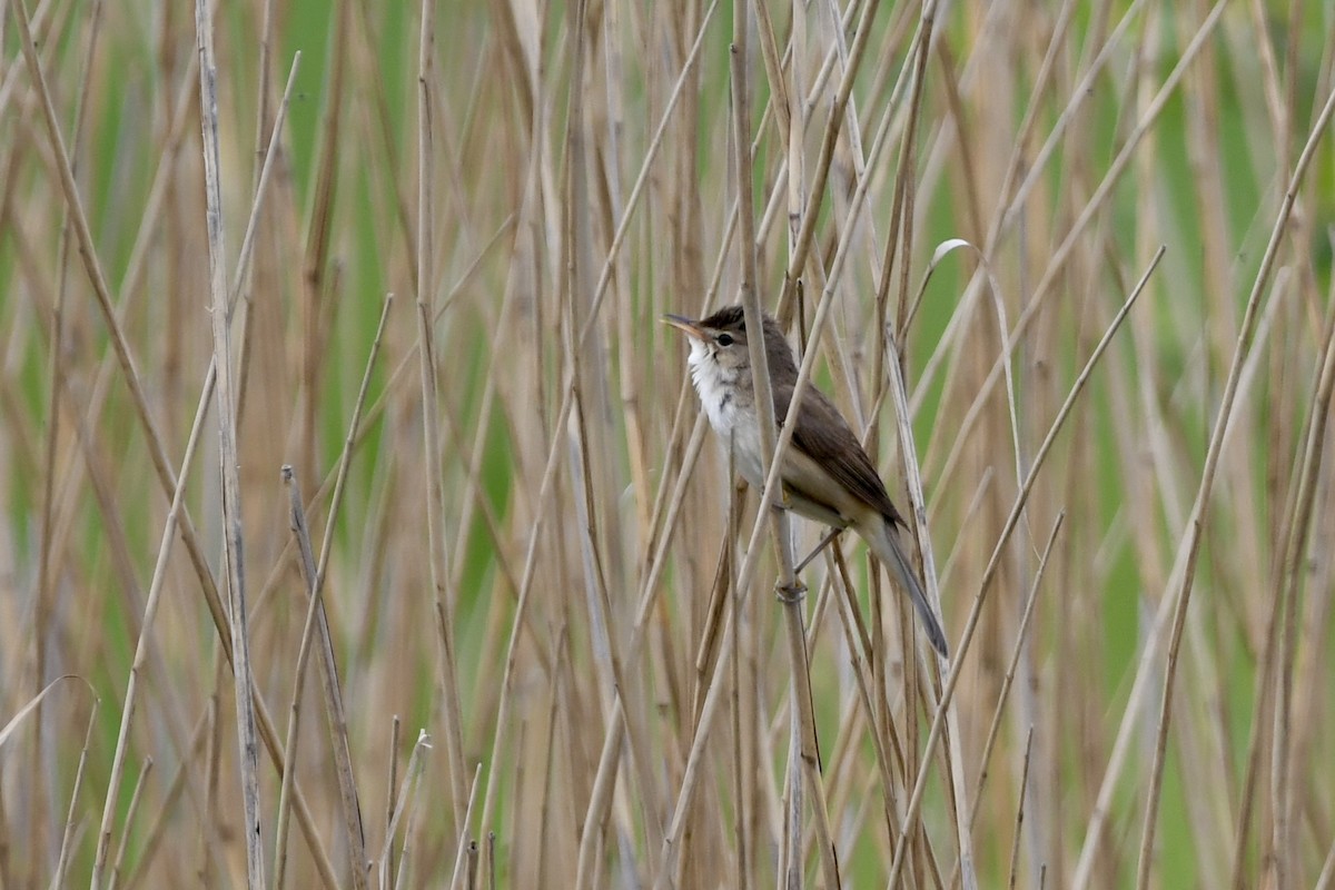 Common Reed Warbler - ML618582726