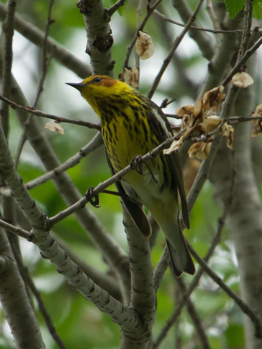 Cape May Warbler - ML618582727