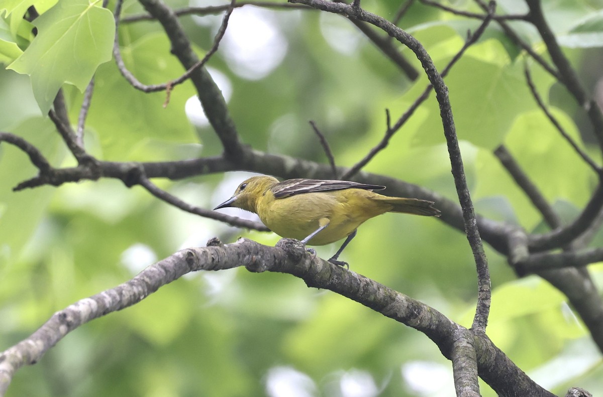 Orchard Oriole - ML618582729