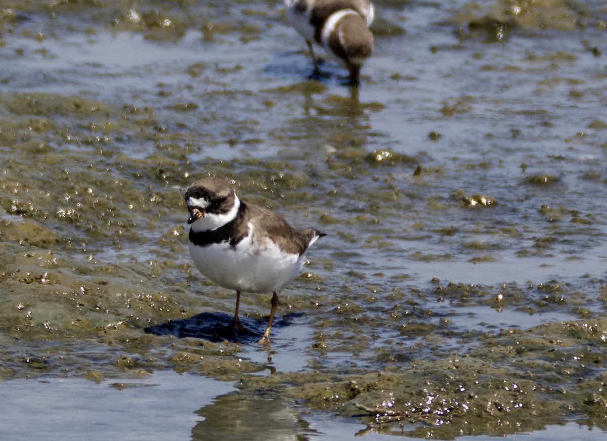 Semipalmated Plover - ML618582736