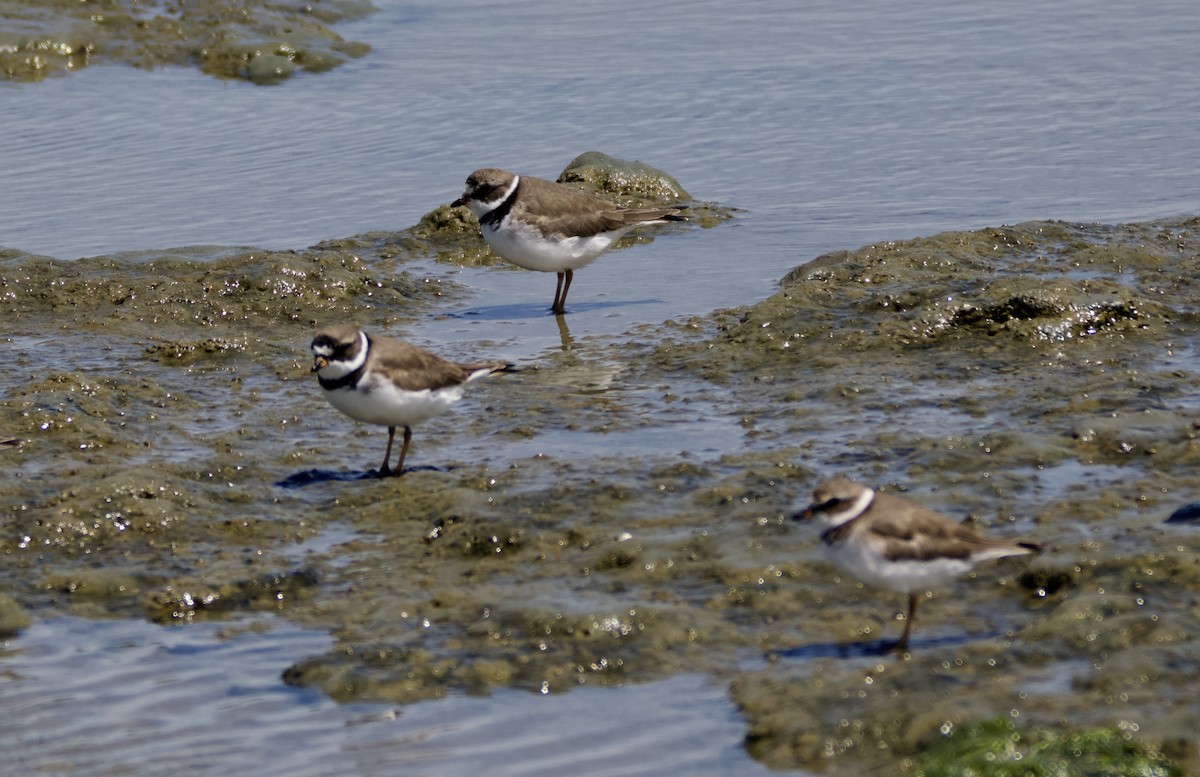 Semipalmated Plover - ML618582737