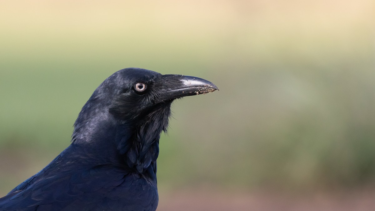 Australian Raven - James Bennett