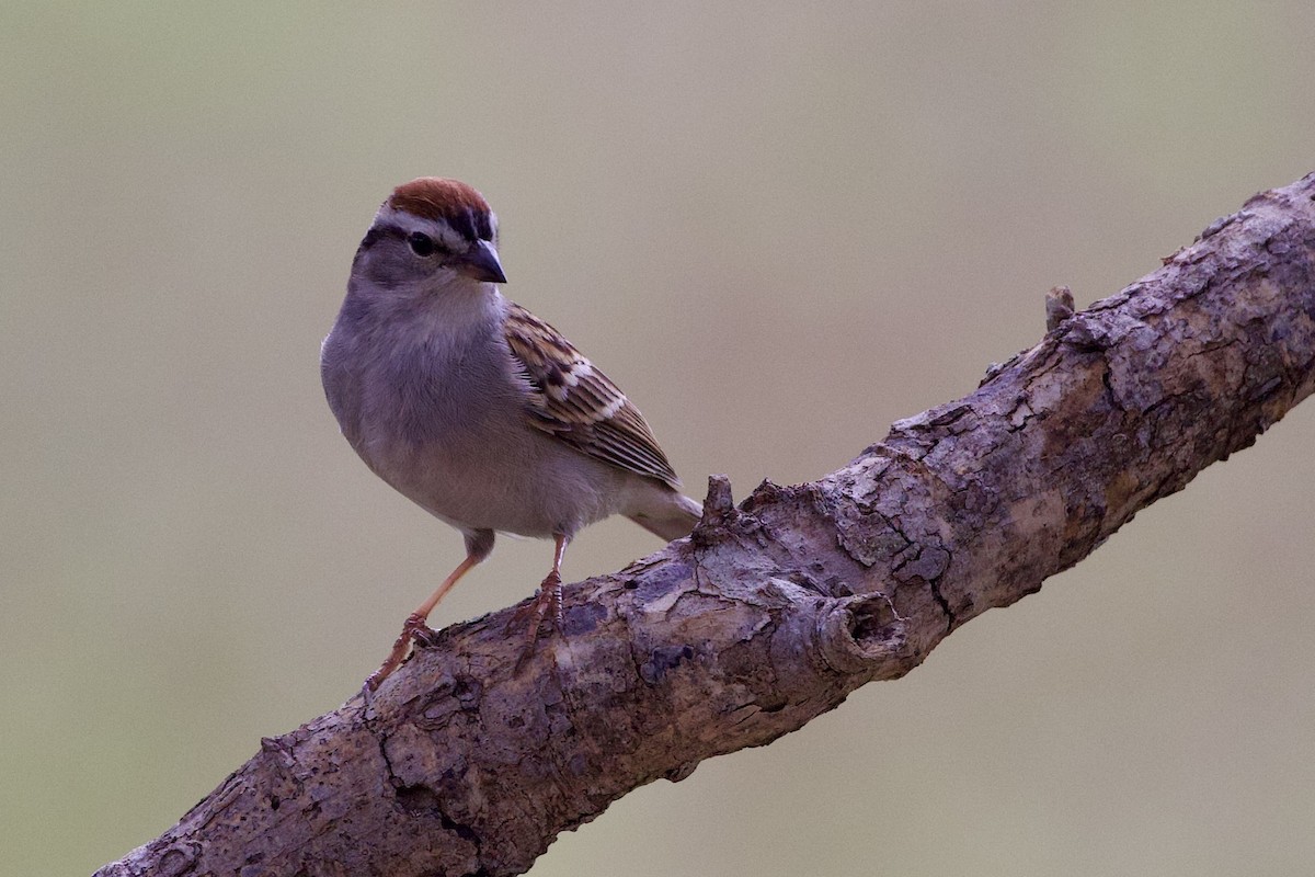 Chipping Sparrow - ML618582841