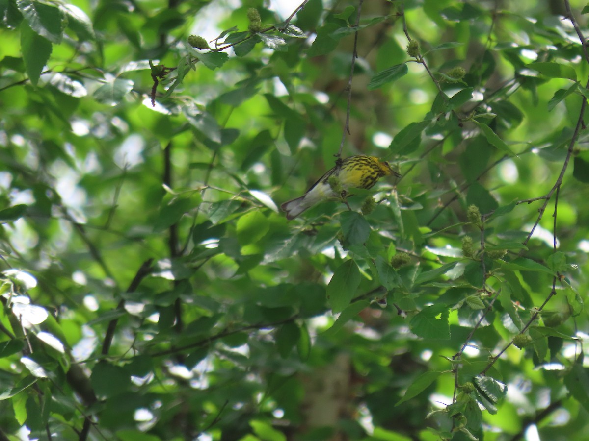 Cape May Warbler - ML618582854