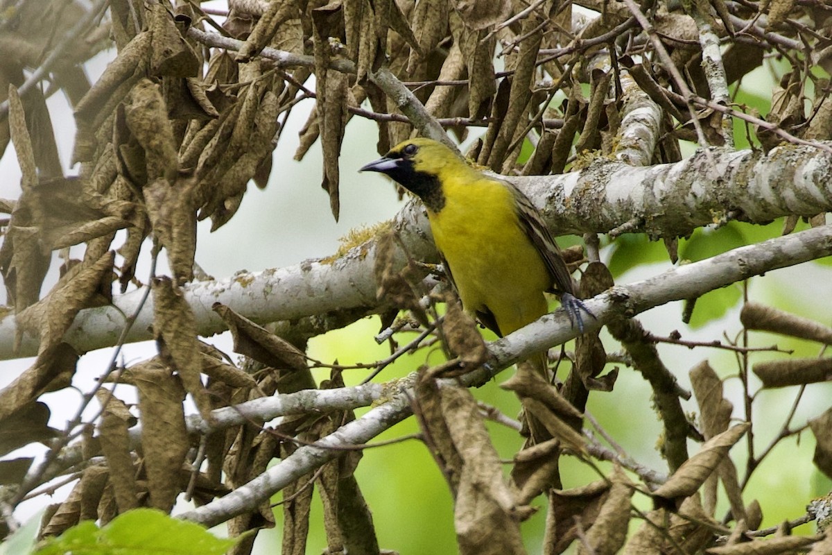 Orchard Oriole - ML618582863