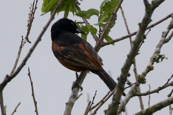 Orchard Oriole - ML618582864