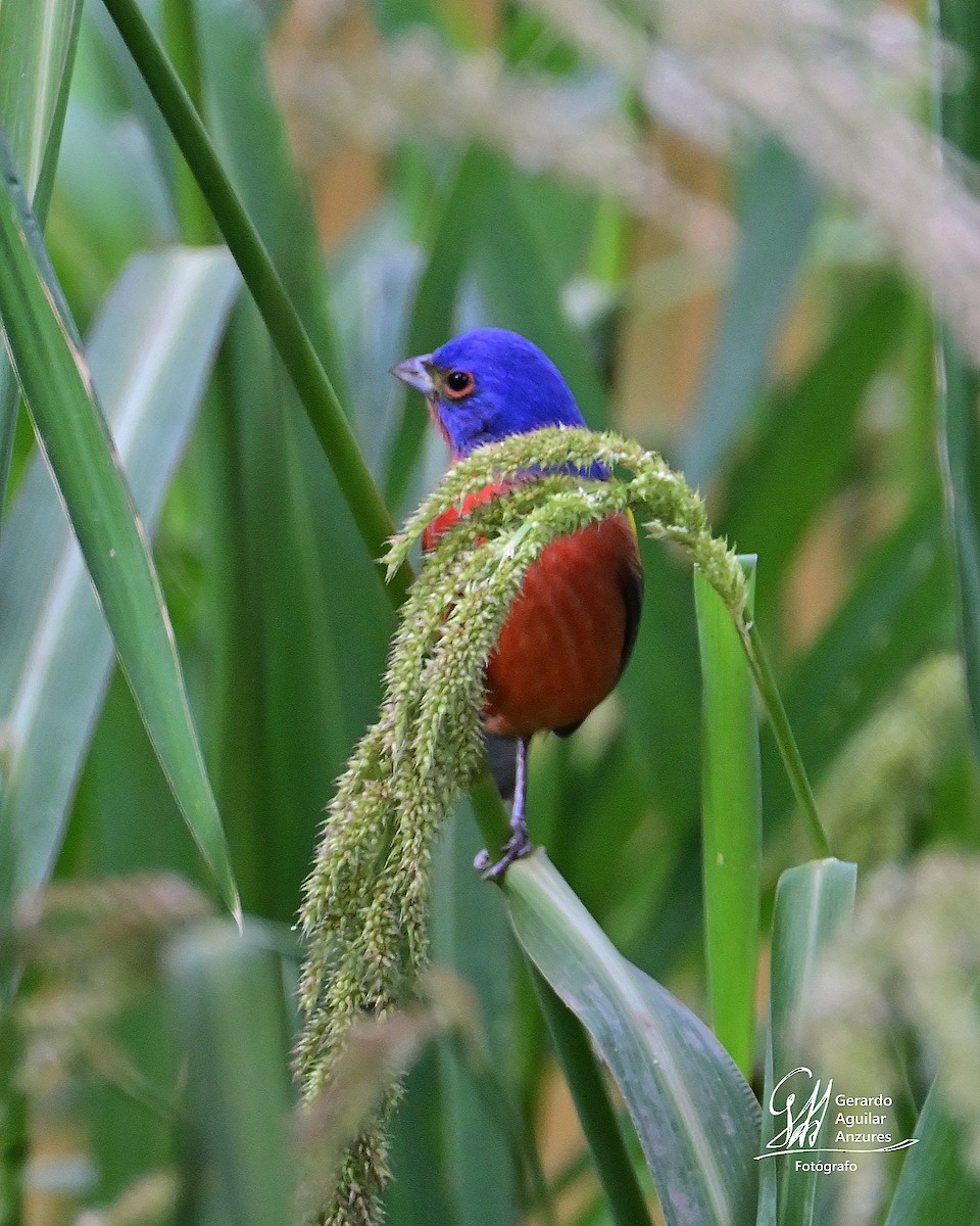 Painted Bunting - ML618582868