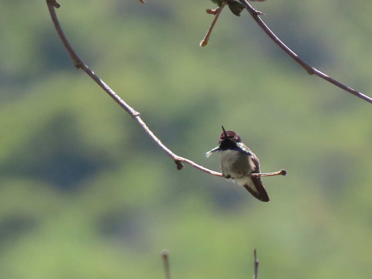 Costa's Hummingbird - ML618582887