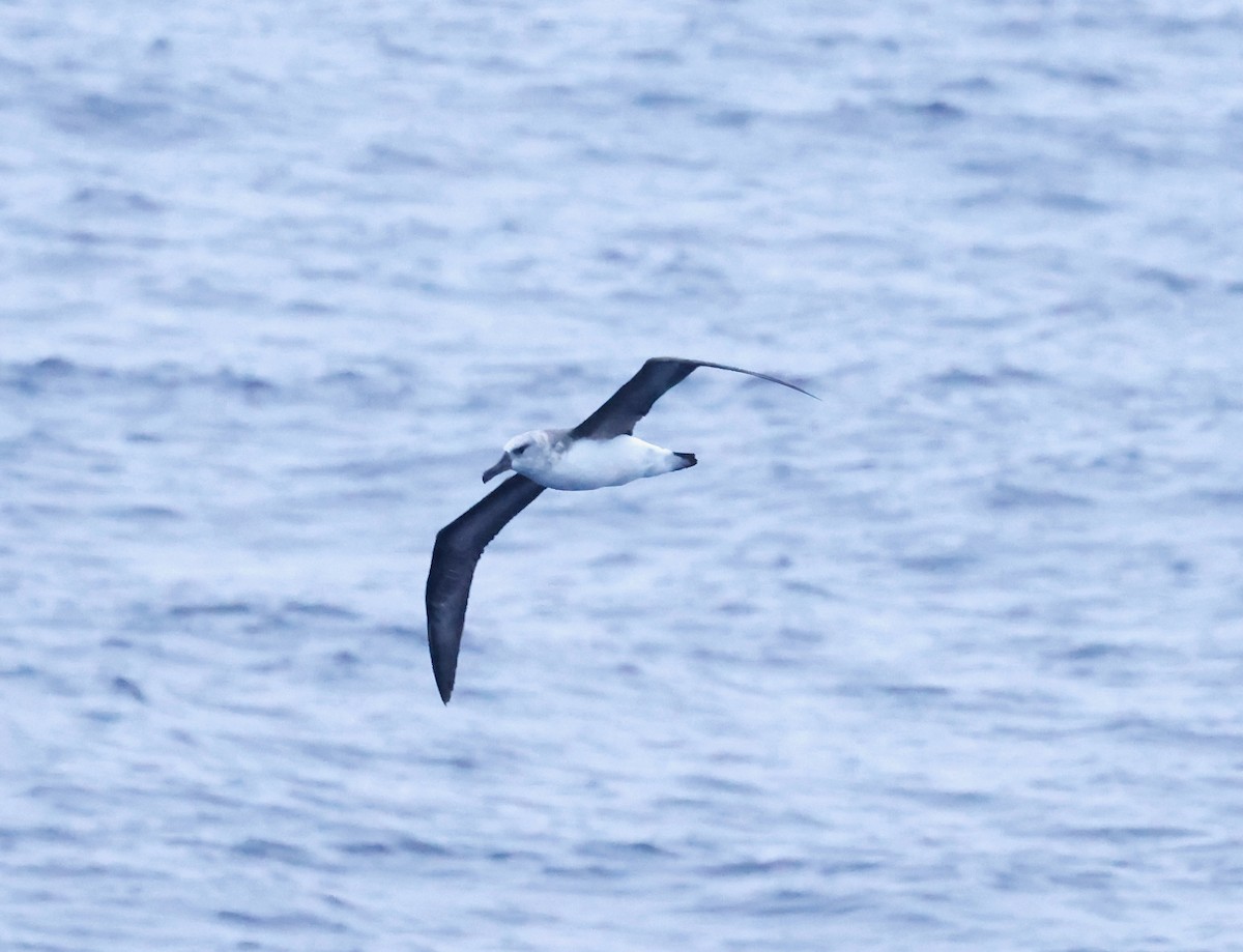 albatros šedohlavý - ML618582890
