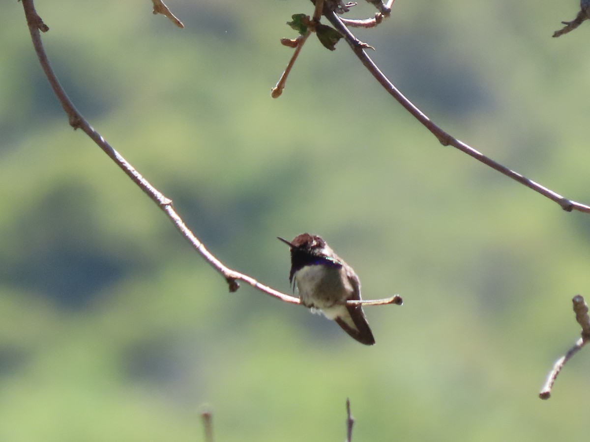 Costa's Hummingbird - ML618582893