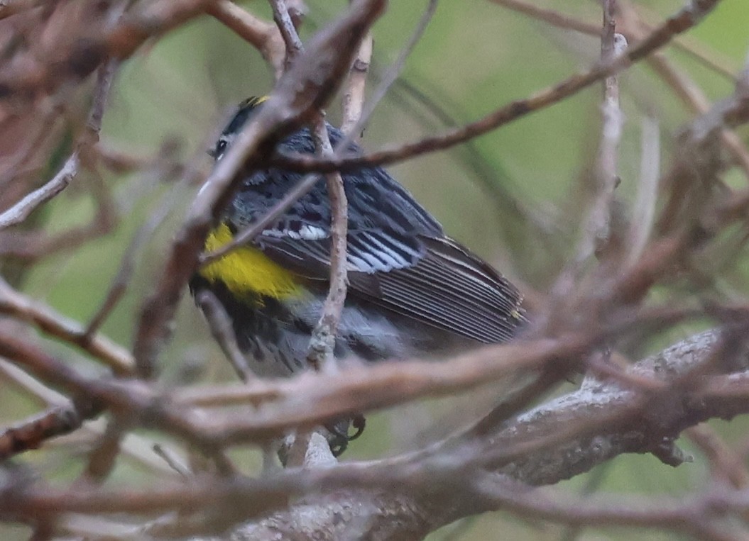 Yellow-rumped Warbler - burton balkind